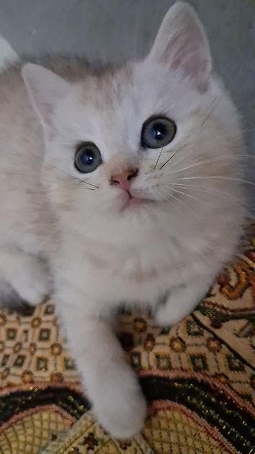 Qızıl şinşilla, Dişi, Yaxşı əllərə, Ünvandan götürmə, Ödənişli çatdırılma