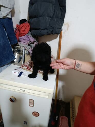 şotlan pişik: Şotland yastı qulaq, Erkək, Dişi, Yaxşı əllərə, Ünvandan götürmə, Pulsuz çatdırılma, Ödənişli çatdırılma — 142