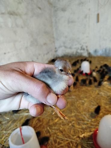 at satisi: 5-6 günlük Seçmə kənd cücələri satılır, hamısı qara rənglidi — 8