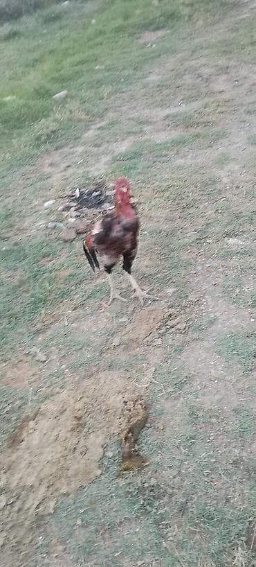 ucuz gullər: Salam alekum kim qapısına yaxşı hevan isdiyir buyurusun dedesi şamo — 5