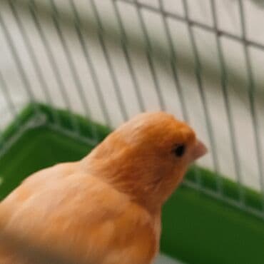 bülbül quşu: Kanareyka bülbül oxuyur ! Təbii portağal rəngdir Sağlamdir, 8/9kölen — 3