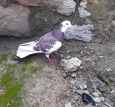 göyercinler: Agbaw erkey tutulmadi — 2