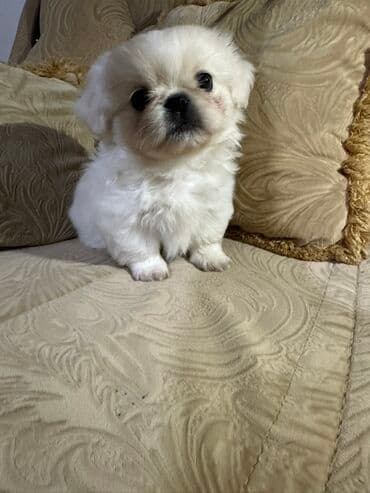 Gəmiricilər: Pekines — 2