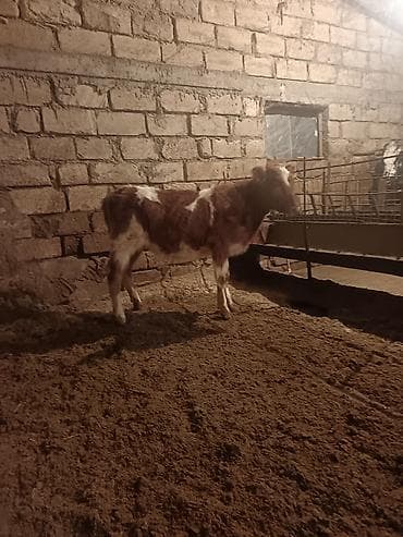 Toyuqlar: 5 Aylıq simental dişi dana — 4