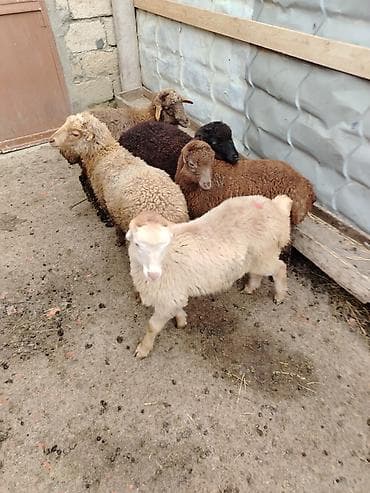 heyvan yuvasi: Məhsul: Quzu sürüsü Təsvir: - Şəkillərdə 6 baş quzu görünür. - — 1