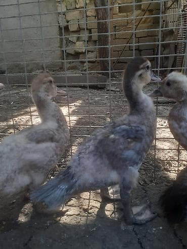 Ördəklər: 8 dene ordek bir aylig 7manat. 055 880 85 29. barter yoxdur — 10