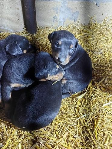 pulsuz it satilir: Doberman, Pulsuz çatdırılma — 9