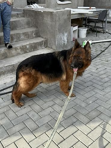 Alman çoban iti, Erkek