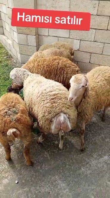 quzu satan: Məhsul:Quzular Təsvir: - Şəkillərdə gördüyünüz kimi 9baş tam sağlam — 7