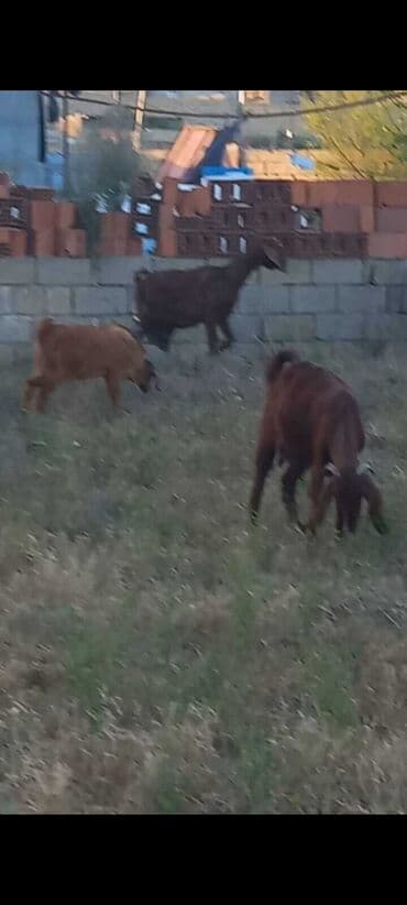 simmental inək cinsi: Dişi, il: 1, Südlük, Ünvandan götürmə — 3