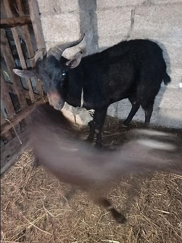 Murçiano keçi sürüsü. Qiymetlər 250 den başlayır — 4