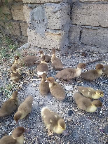 Salam krasnadar balaları satılır 34ədəddir 20 15 gunlűkdűr ikubatőr — 1