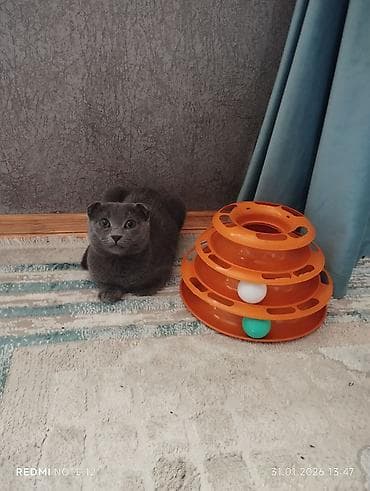 scottish fold satilir: Şotland, Dişi, Yaxşı əllərə, Ünvandan götürmə — 4