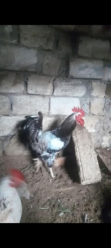 yarasa sekilleri: Cücələr üçün damazlıq xoruz - Növ: ev təsərrüfatı üçün xoruz - Rəng — 1