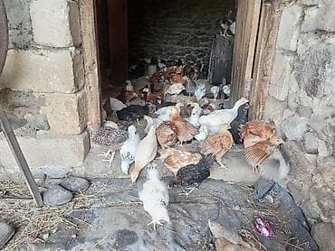 pitbul sekilleri: Toyuq, Yumurtalıq — 1