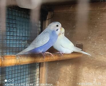 Другие животные: Optovoy və pərakəndə satışı _ev şəraitində bəslənib əl quşlaridi — 2