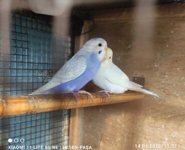 Optovoy və pərakəndə satışı _ ev şəraitində bəslənib Əl quşlaridi
