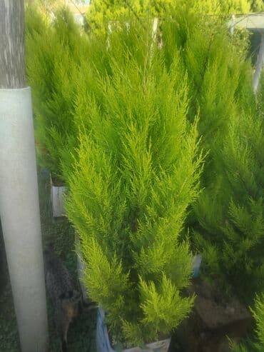 etirsah bitkisi: Satisda ideal qabda bitili 60 sm limonnu yolkalar var qiymət 5 manat 1 — 2