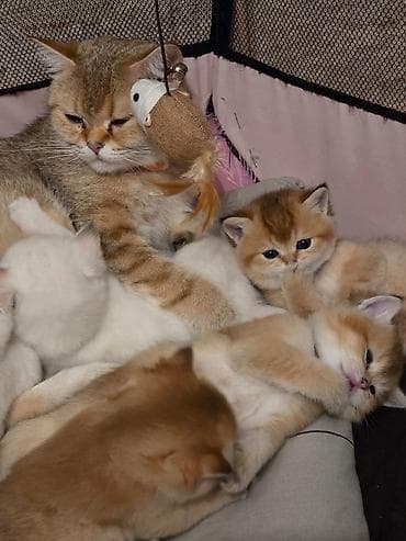 Pişiklər: Qızıl şinşilla — 2