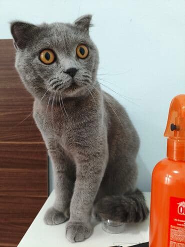 1 azn pişik: Şotland — 2