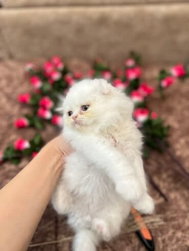 pişik geyimi: Şotland, Erkək, Dişi, Yaxşı əllərə, Ünvandan götürmə, Ödənişli çatdırılma, Rayonlara çatdırılma — 8