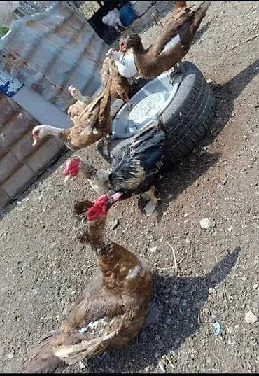 kənd heyvanları: Krasnadar sort ordek balalari satilir.korluqdan cxb.kesende 4-5kq et — 4