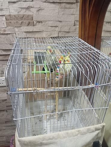 Korella qusu cütdür qefesli yuvali bir yerde satilir istiyen watcapa lalafo.az -da Korella qusu cütdür qefesli yuvali bir yerde satilir istiyen watcapa