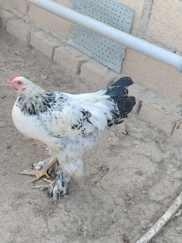 yerli inəklər: Toyuq, Brama, Damazlıq — 3