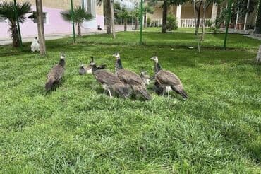 su meymunu: Ağ tovuzquşu 5 illik, Hindistan və qaraqanad növü tovuzquşu balaları — 4