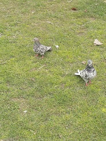 Mövcud məhsul: iki ədəd dekorativ göyərçin (xallı rəngdə) Təsvir: - lalafo.az -da Mövcud məhsul: iki ədəd dekorativ göyərçin (xallı rəngdə) Təsvir: -