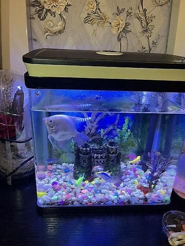 akvarum: Akvaryum dəsti - Şaquli formalı şüşə akvaryum, üst qapaqlı - Qapaqda — 2