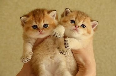 ag pişik: Открыта бронь на британских котят золотого окраса. Котята — 9