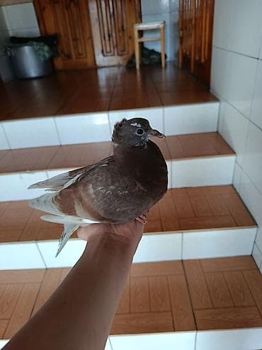 yemler: Qırmızı-qəhvəyi rəngdə ev göyərçini - Rəng: tünd qəhvəyi-qırmızı — 3