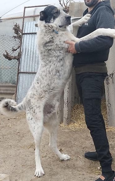 Alabay, 3 il, Erkek, Peyvəndli, Ödənişli çatdırılma