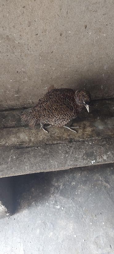 bildircin balası: Məhsul: Cücələrin saxlanması üçün balaca beton qəfəs/bölmə Təsvir: - — 5