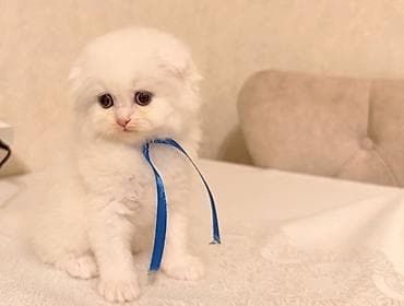 sotlant pisiyi: Şotland yastı qulaq — 4