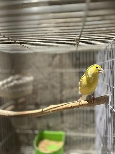 pit bul: Bülbül Kanarya quşları cütdülər erkəy oxuyur qızğın quşlardır kim — 5