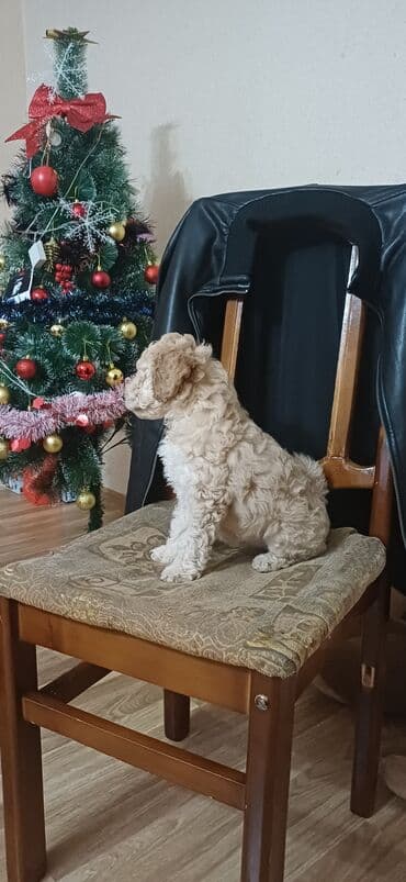 it yemi satilir: Pudel, 2 ay, Dişi, Peyvəndli, Ödənişli çatdırılma — 4