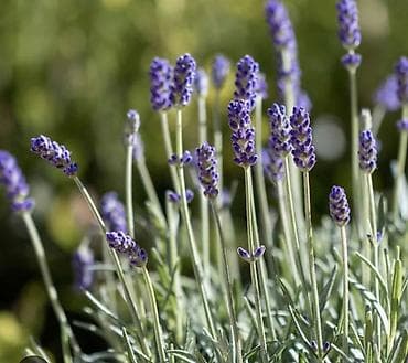 Lavanda tingləri – ətirli, çoxillik dekorativ bitki - Növ: Lavandula