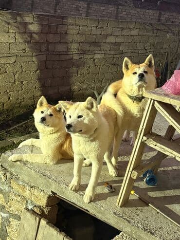 elxan elatlı belcika ovcarkası pdf: Akita-inu, 6 ay, Dişi, Peyvəndli, Ünvandan götürmə — 3