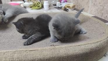 Şotland yastı qulaq, Dişi, Pulsuz çatdırılma