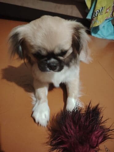 стол компьютерный письменный: Pekines it. Dişidir. 8 aylıqdır. Dil bilir, oynamağı çox sevir — 3