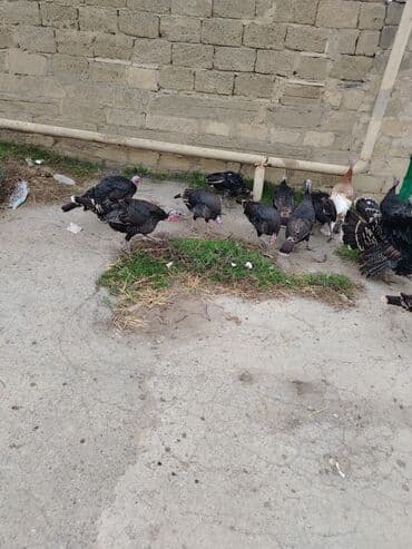 золотая шиншилла купить: Həm ətlik həm damazlıq 38 ədəd fərə hinduşka diri çəki 16 manat — 3