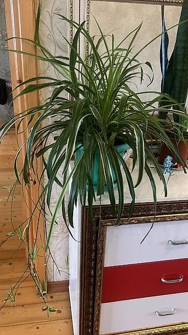 Her cure guler var veregliyin baxin ancag xanimlara satiş olur Gencedi