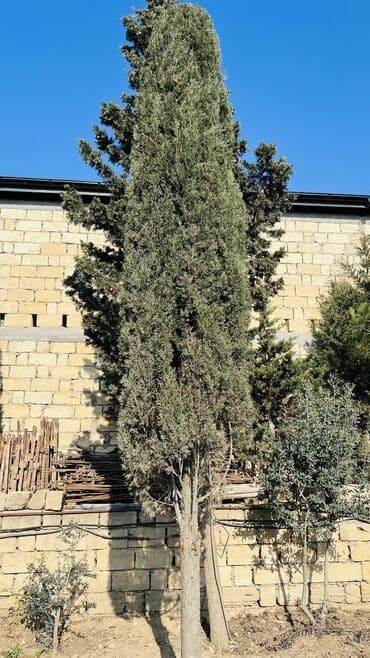 2021 yolka: Şam ağacı "Kiparis" - 20 illik serv agac. Hundurluyu 7-8 metr olar — 2