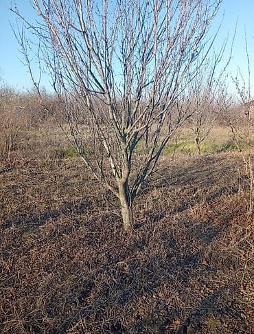 8 sot kupçalı ev tikili 2200 real alıcılara endirimdə var