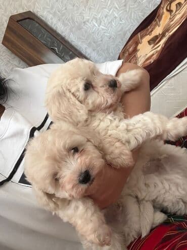 мальтипу баку: Пудель, 2 месяца, Самец, С прививками, Самовывоз — 2