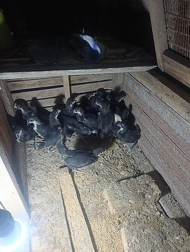 brama toyuqlari satisi: 🐥 QARA AUSTRALORP CÜCƏLƏR SATILIR! Sağlam və keyfiyyətli Australorp — 4