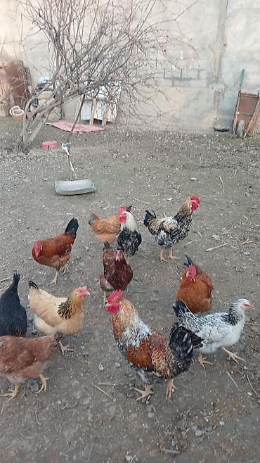 goyercinler satisi: Toyuq, Damazlıq — 1