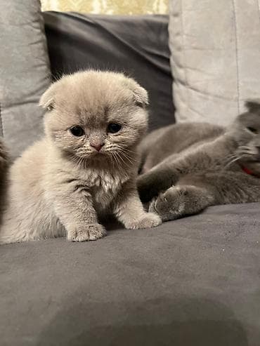 pişim: Şotland — 1